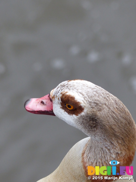 FZ014545 Goose